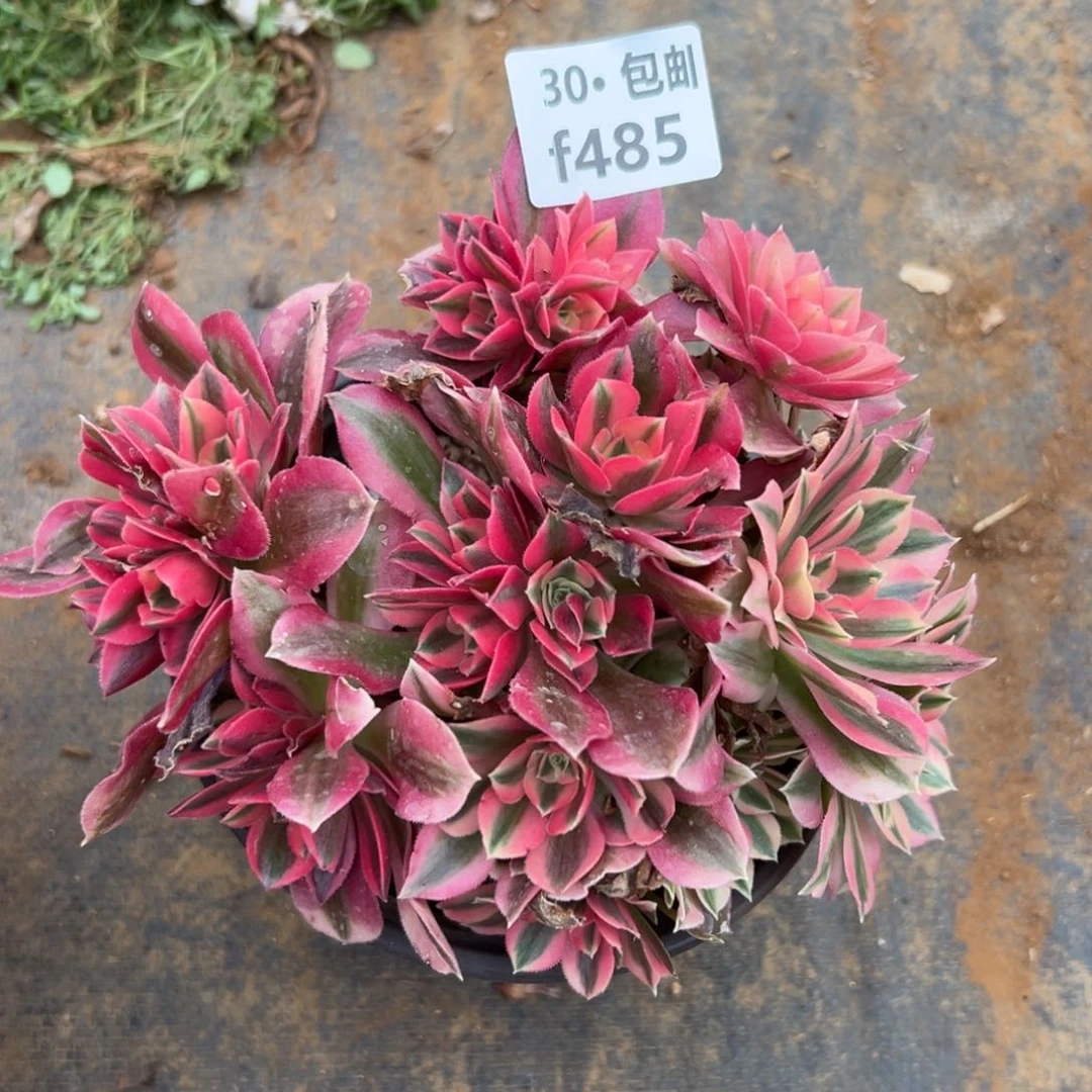 485 多肉法师女巫