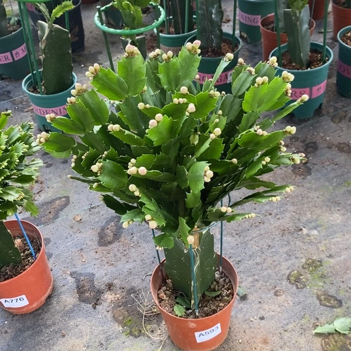 当前无花栽培后可以开花593嫁接海浪