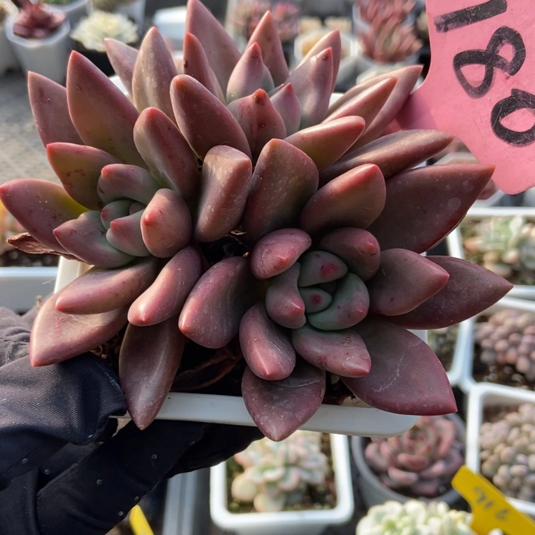 180桃花源多肉植物