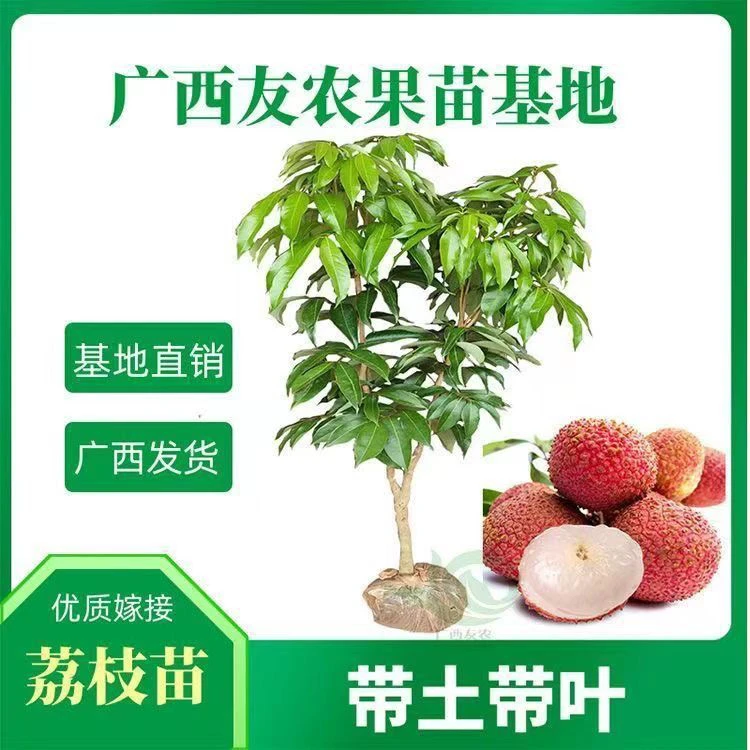 正品嫁接荔枝果树苗贵味冰荔枝糯米糍果苗无核荔枝广西发货南方