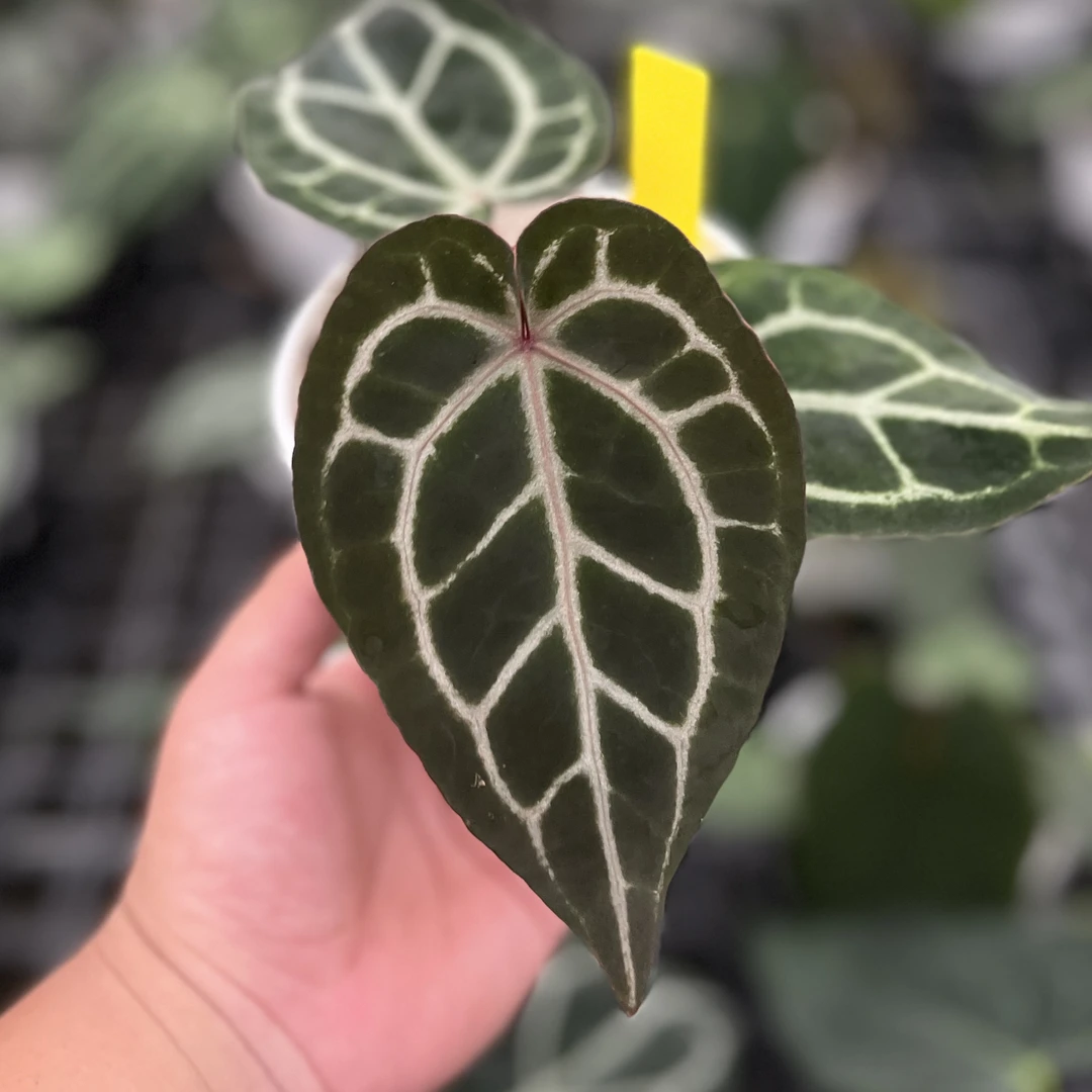 粉公主花烛 天南星科盆栽易养美观室内绿植