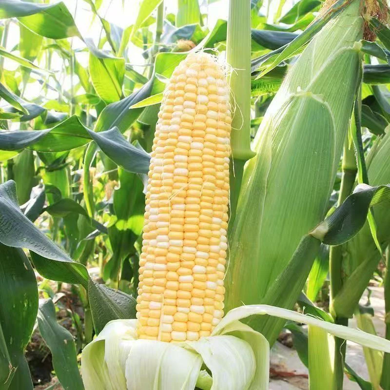 云南现摘甜脆新鲜甜脆水果玉米