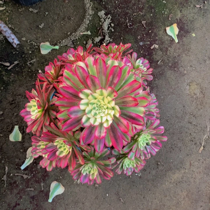 无花朵维纳斯000000000