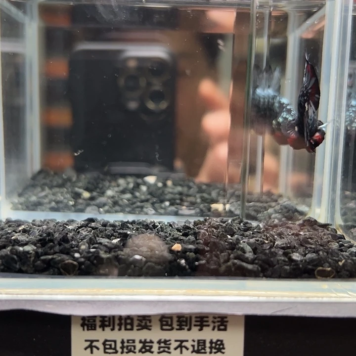 斗鱼竞拍跑单拉黑25日20