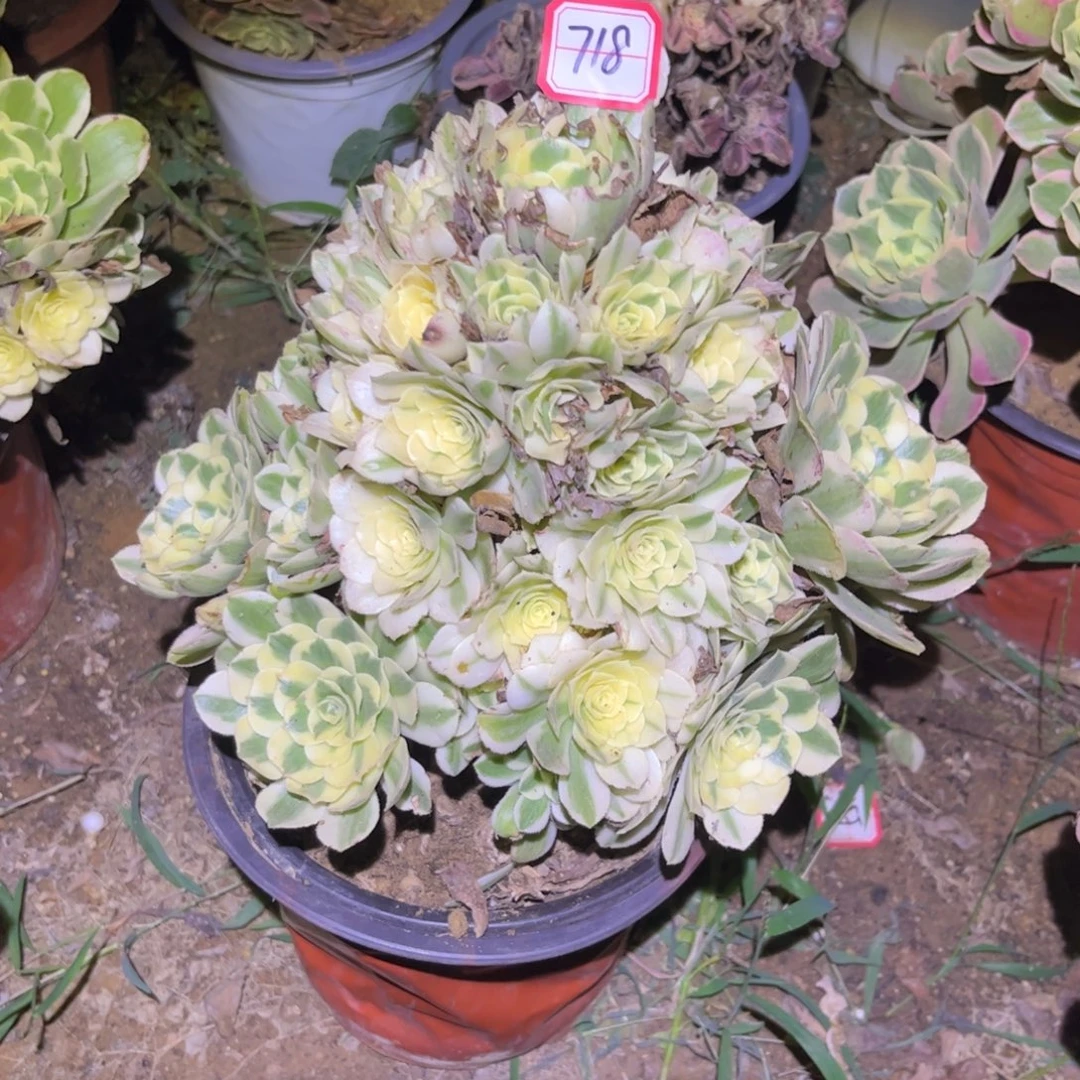 718多肉植物迈巴赫