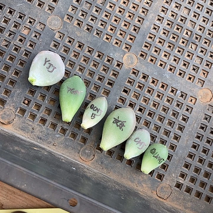 一组美肉包邮多肉植物