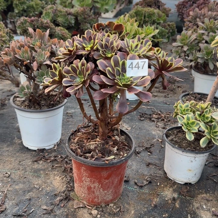 447两单包邮欧嘉莉。