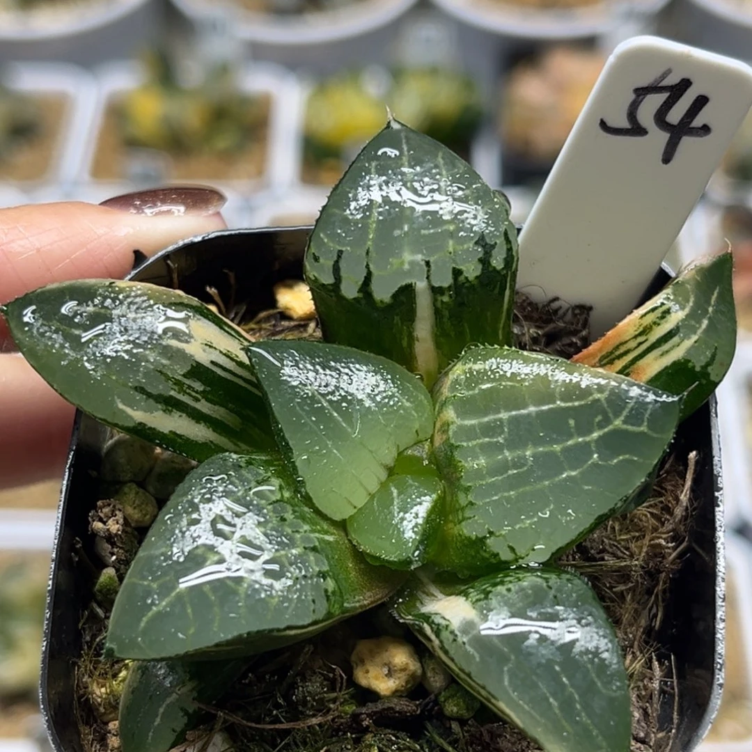 54冰河寿锦福利专场