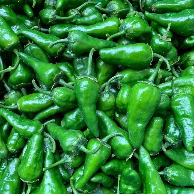 特辣新鲜土辣椒现摘农家自种蔬菜薄皮小青椒新鲜子弹头椒土辣椒