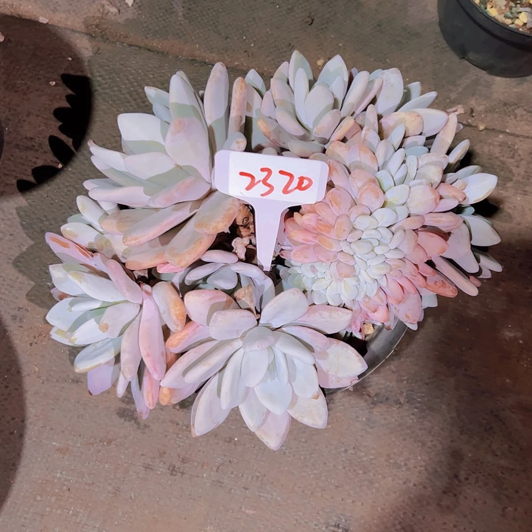 星*谷2320粉兔100。。。