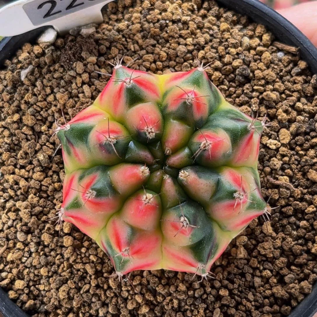 jellyfish后代 米哈仙人球