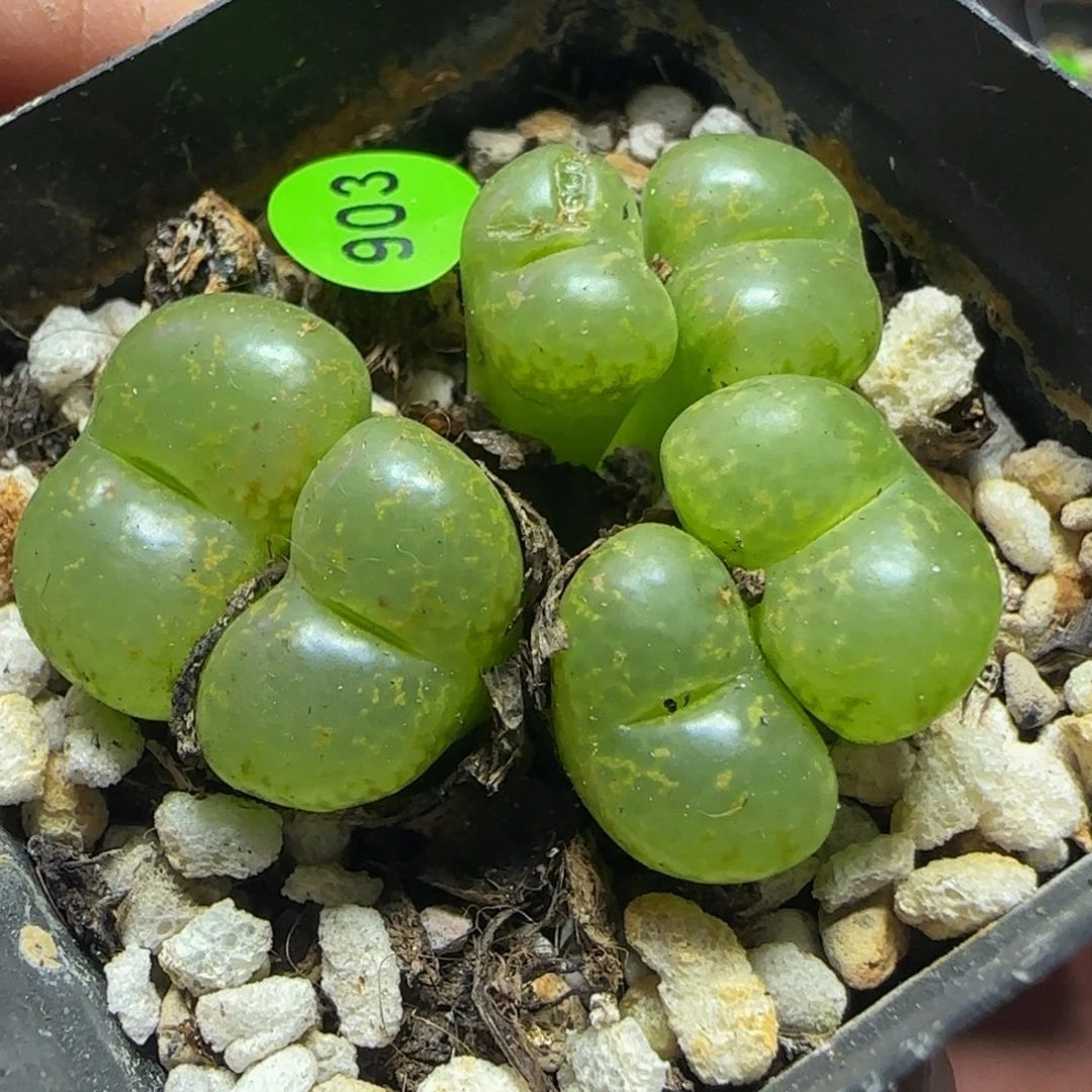 漂漂亮亮多肉植物903