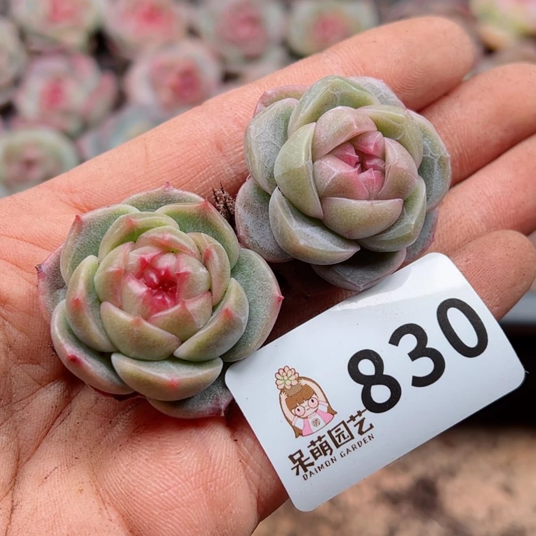 多肉植物多肉植物