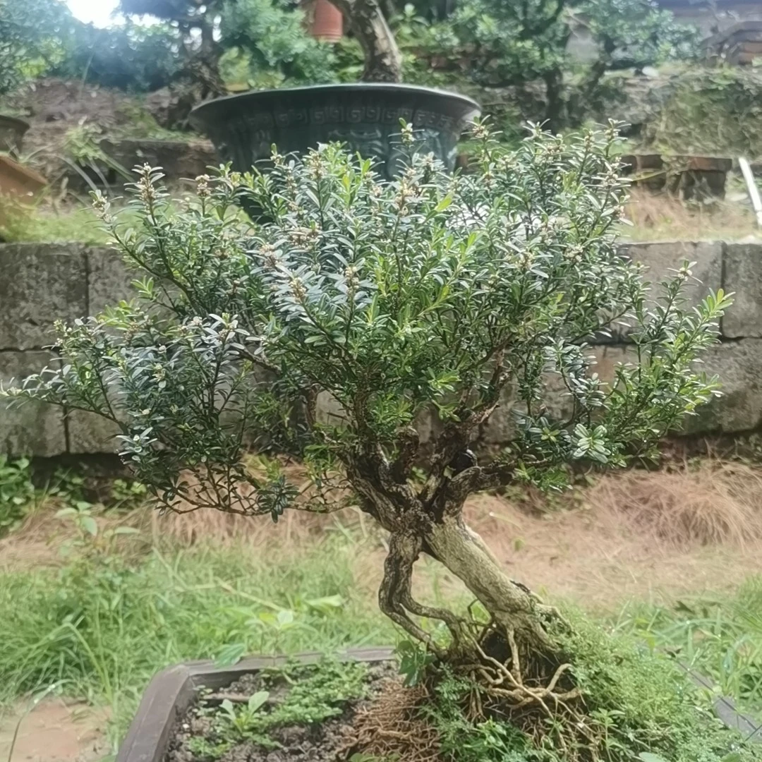 雀舌水黄杨石楠花3号吸财树链接盆景15分钟动作中方黄杨盆景