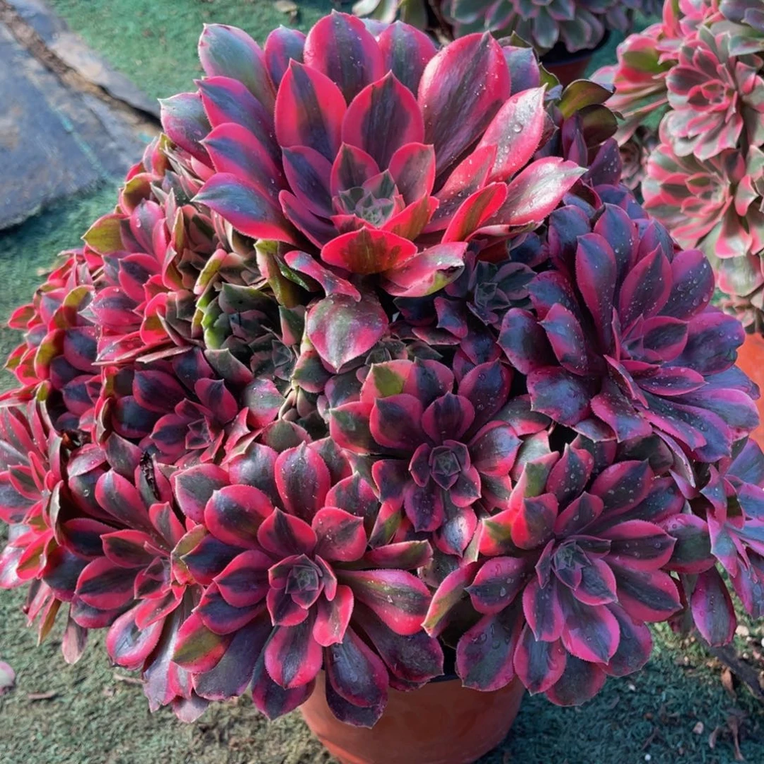 953粉女妖精品法师老桩