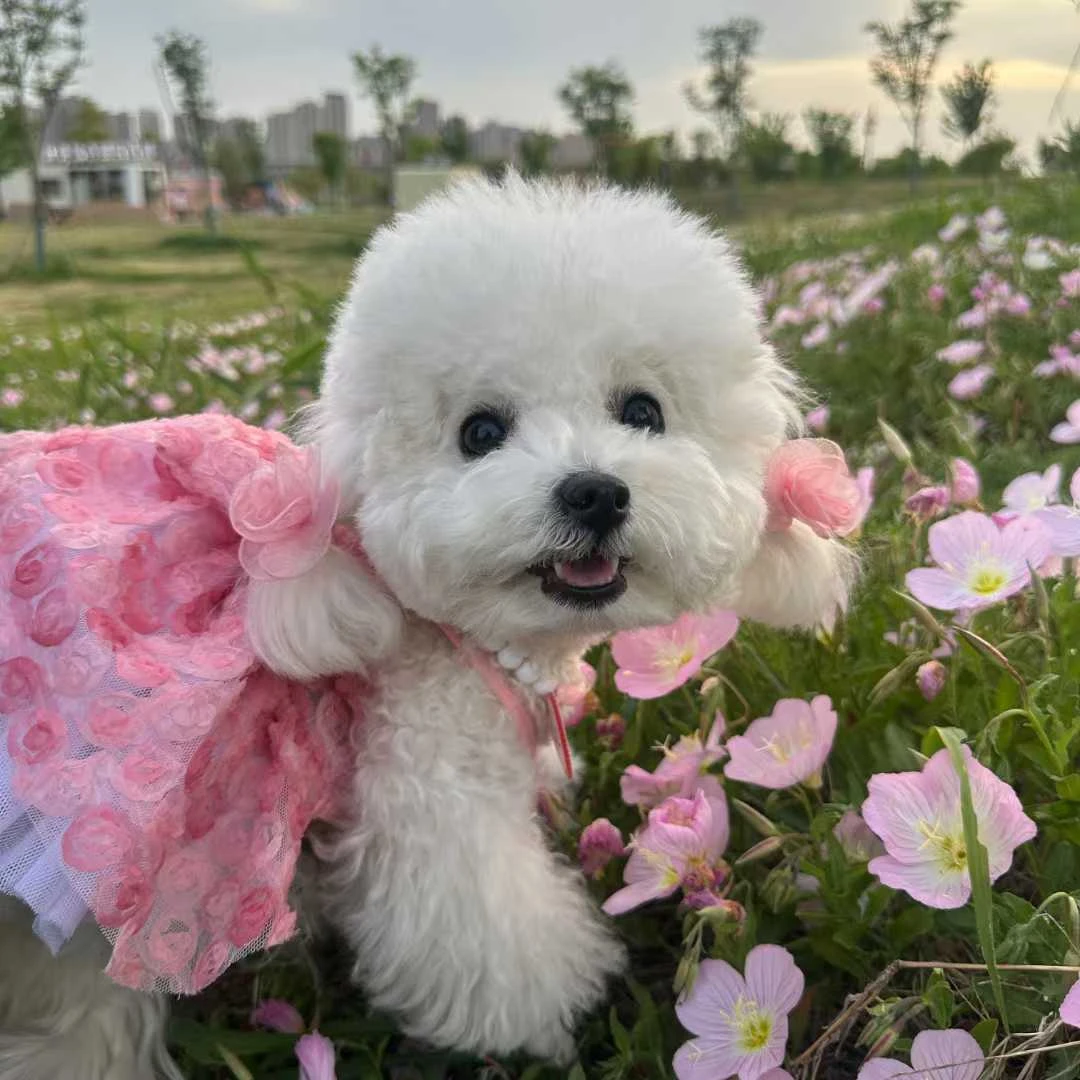 wonderful fate宠物服饰猫咪狗狗春夏季新款衣服纱裙直播间下单