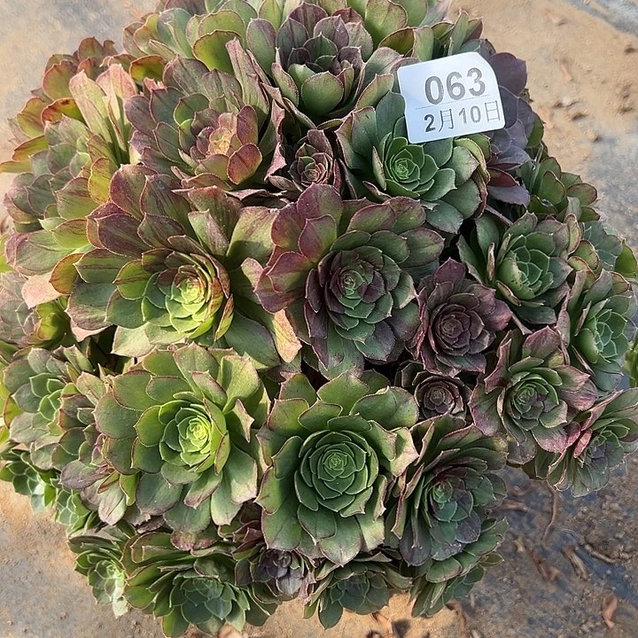 2.10-63花月夜多肉