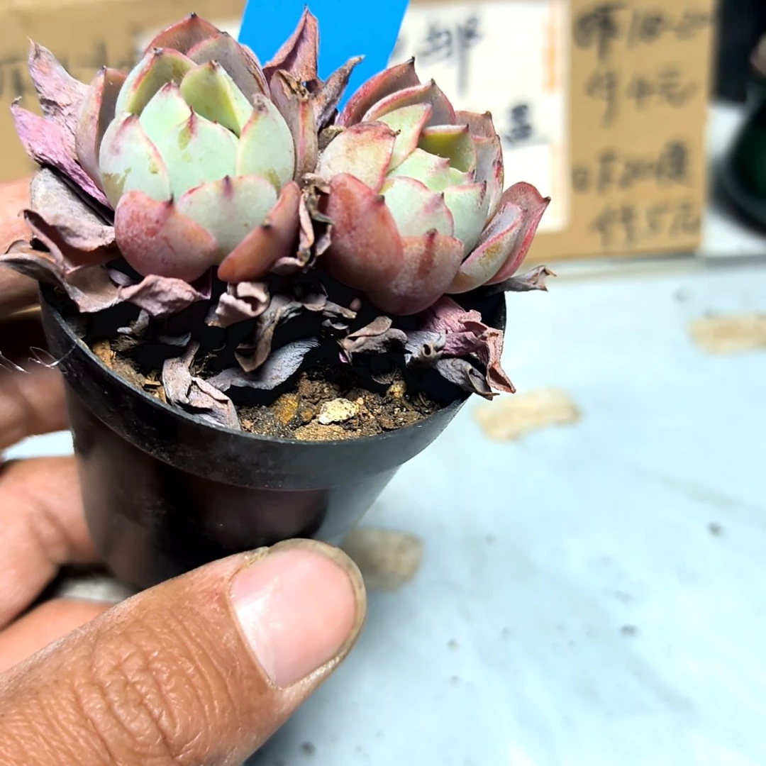 满6元包邮，赫拉2/3头