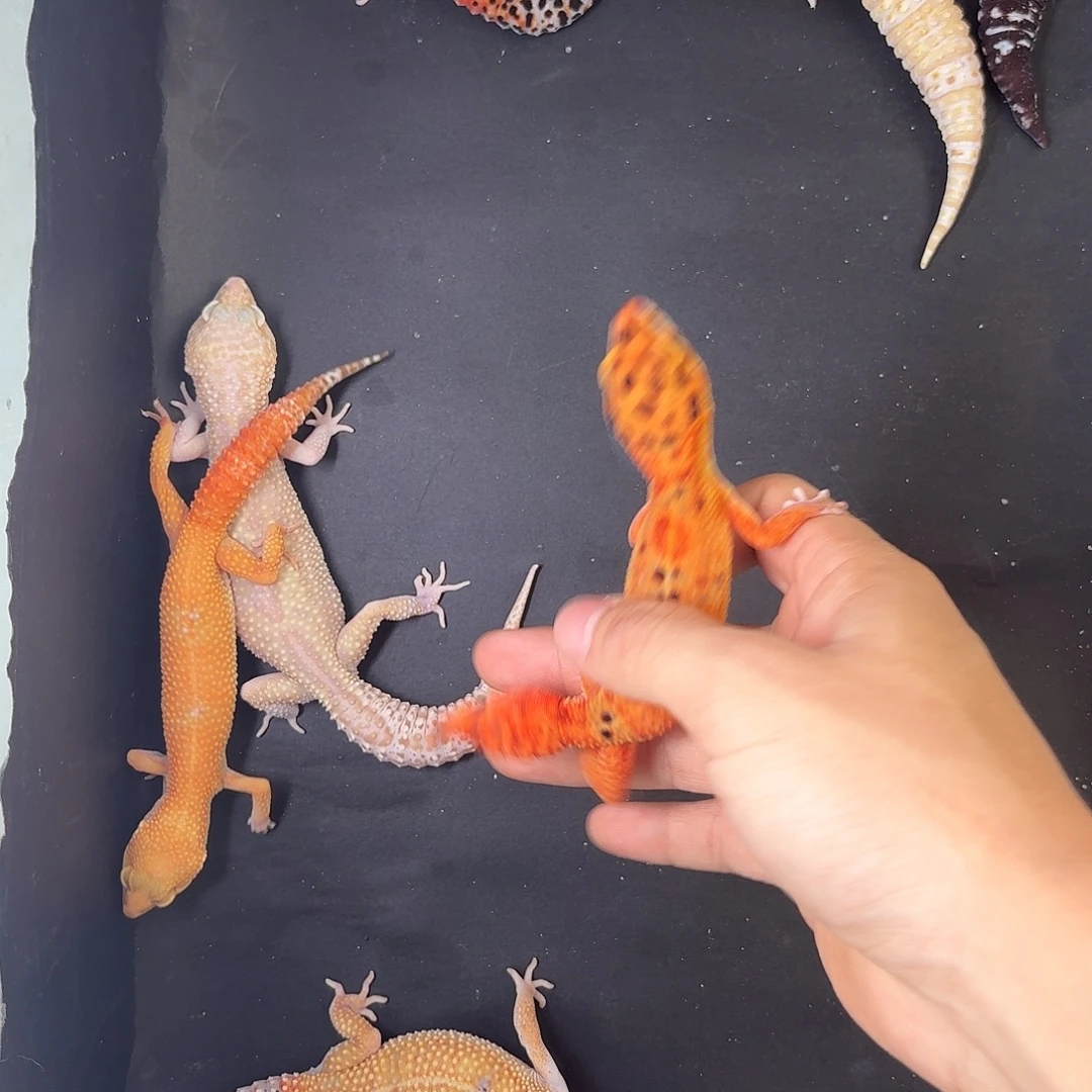 豹纹守宫对方会哦哦哦哦哦哦