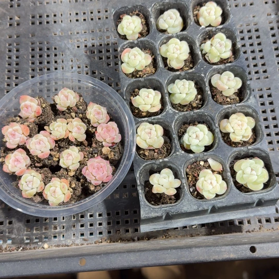 可乐一物一拍专拍