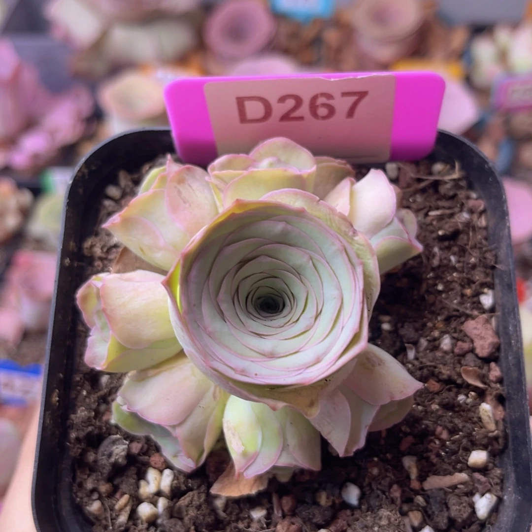 紫芙玫瑰一物一拍D267