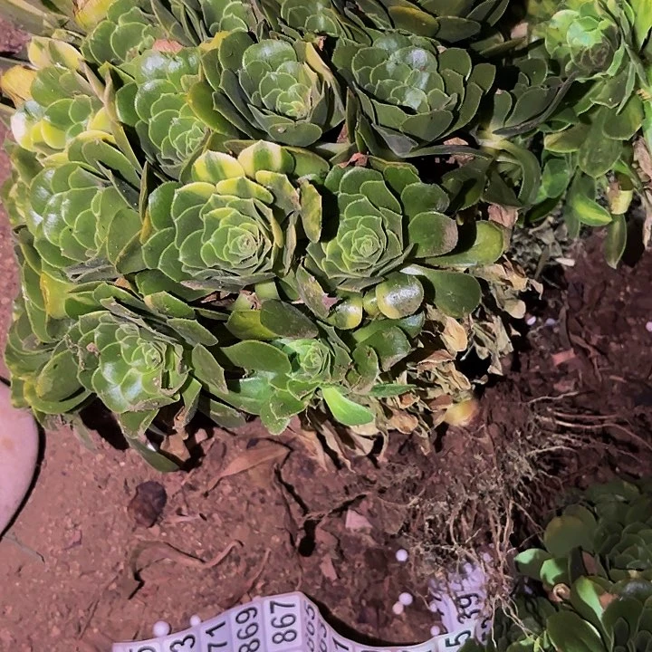 七彩琉璃多肉植物不售后量拍