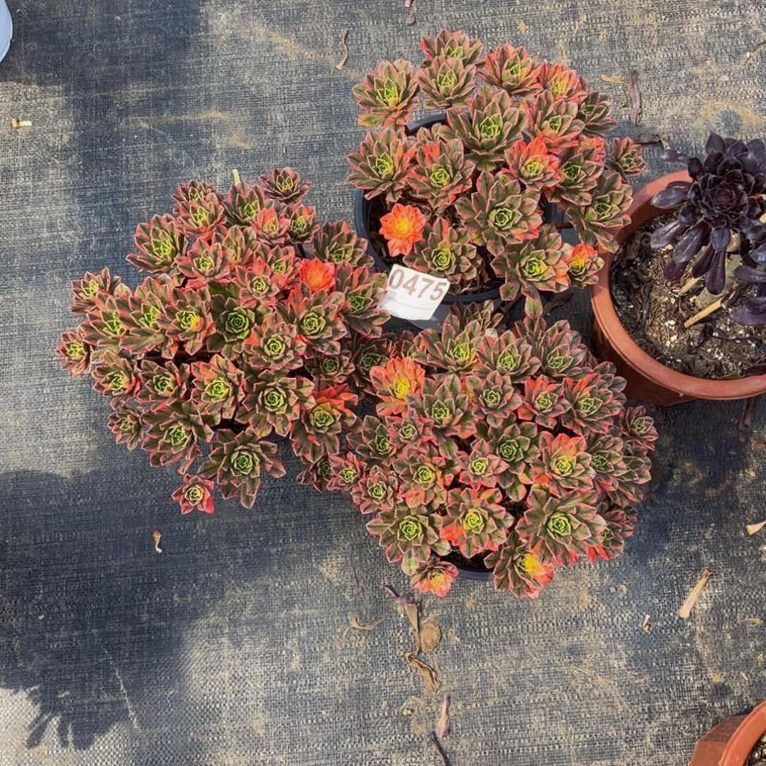 李**来甜茶475三颗甜茶发货