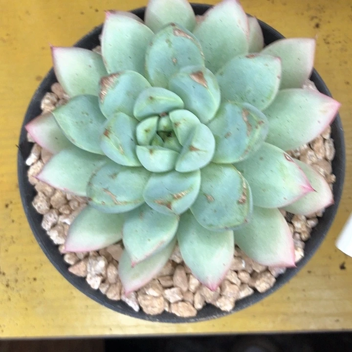 1****643////////////