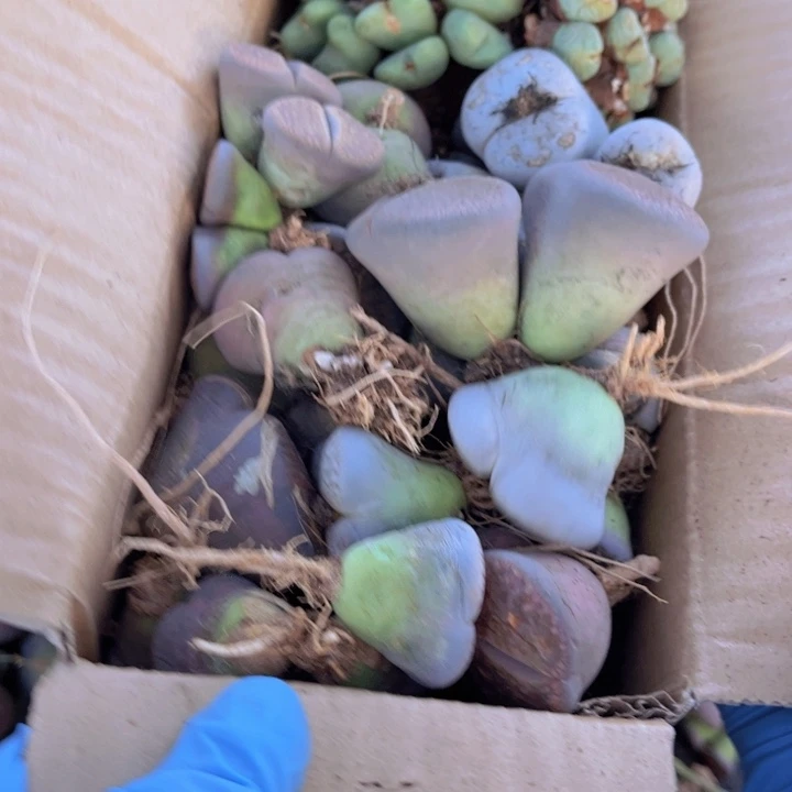 一箱母本88888888888880