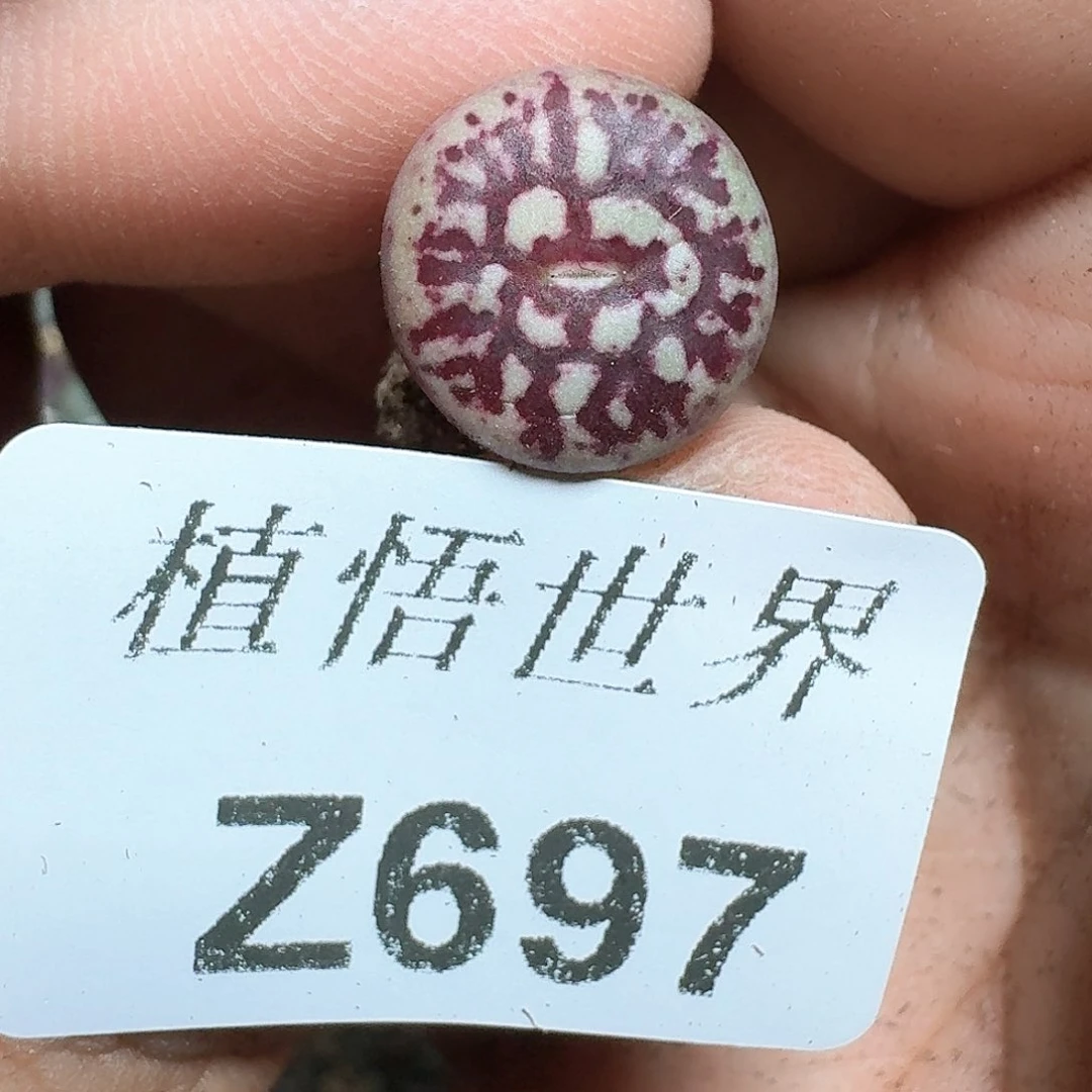 697多肉植物哇cv g