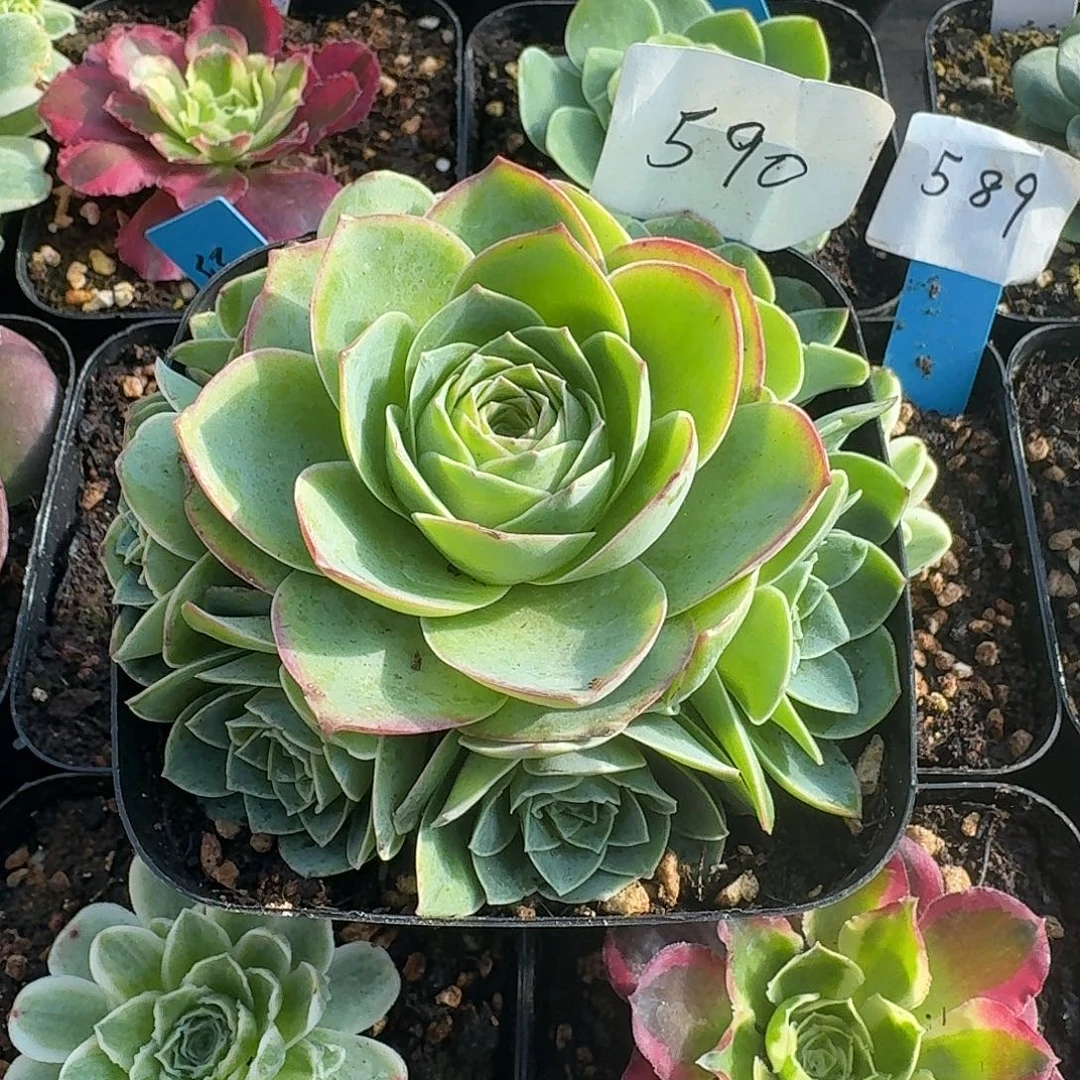 开播福利，满盆手捧花山地玫瑰生长期