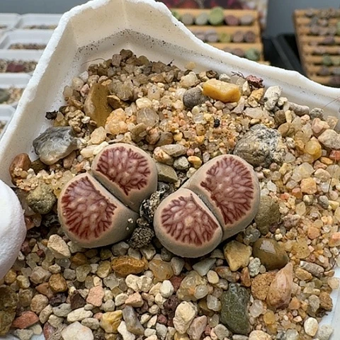 3041，菊红窗菊花纹双头母本带