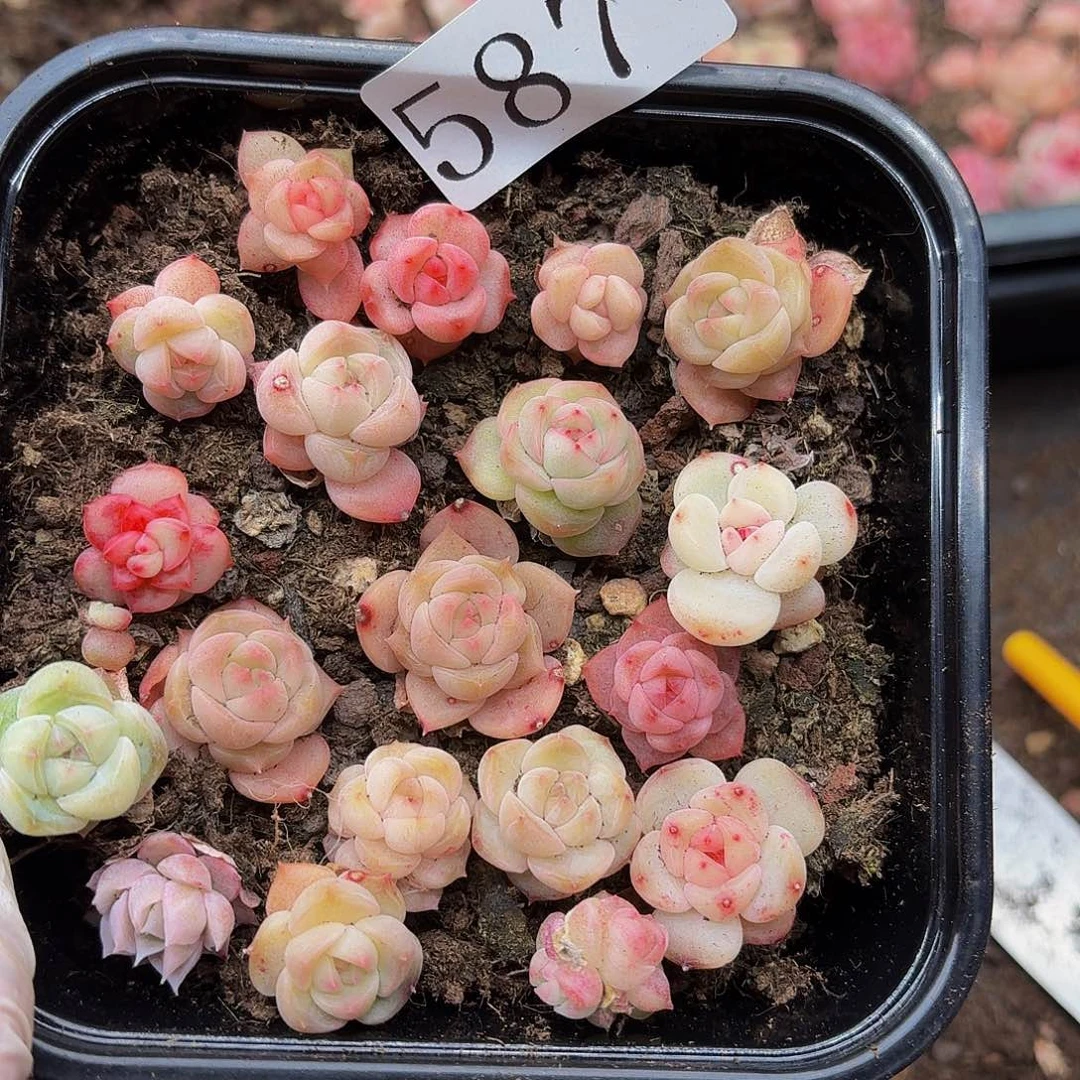 多肉植物多肉植物587