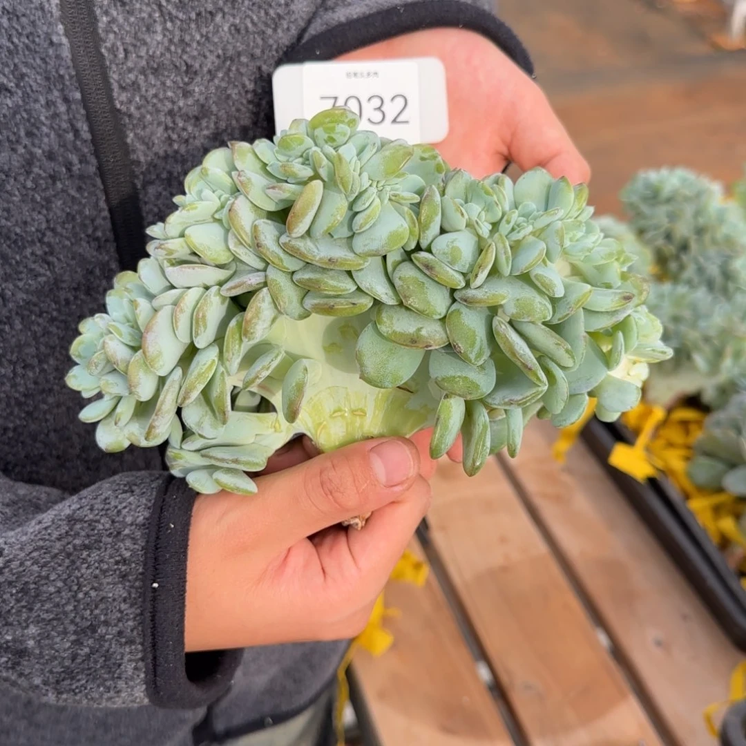 多***r7032。       奶茶缀