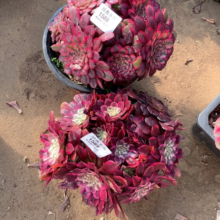 小*童1588.1589多肉两棵包邮