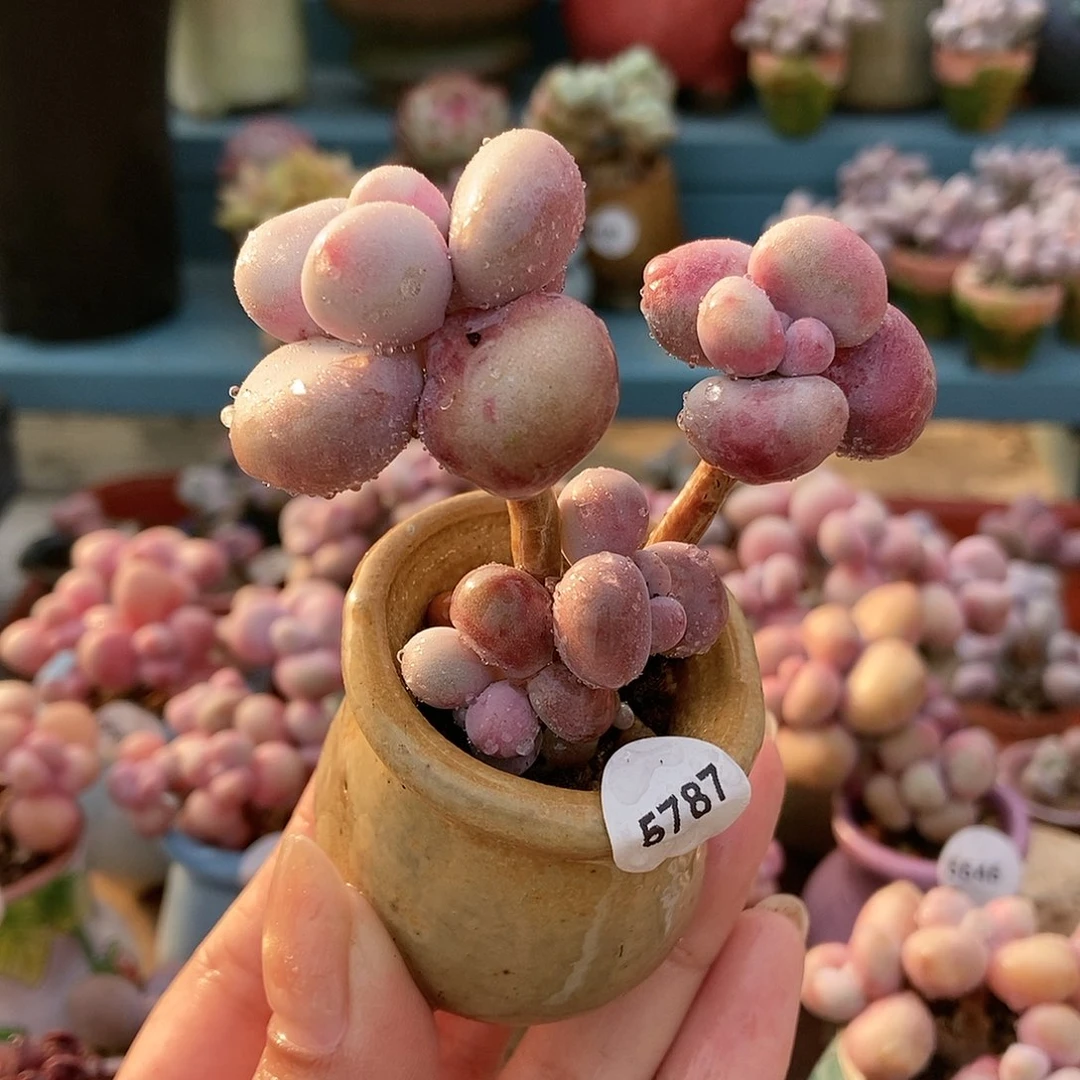 5787糖果腰子蛋带盆土