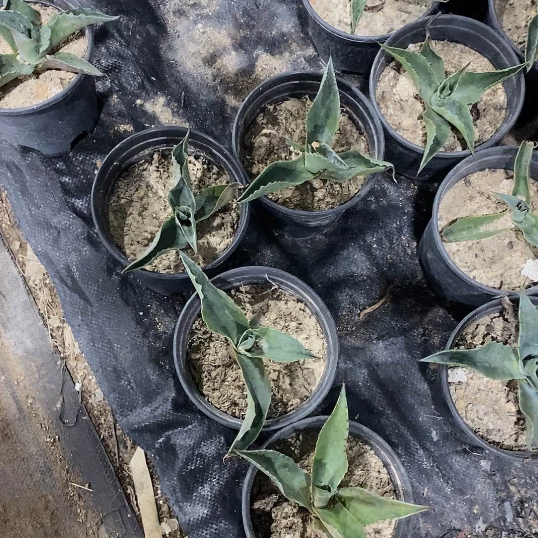 鲸鱼舌冠幅20厘米左右
