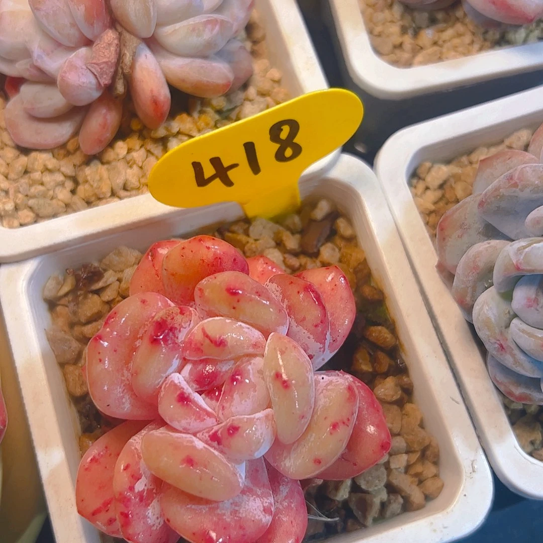 橙梦露石化418号一物一拍