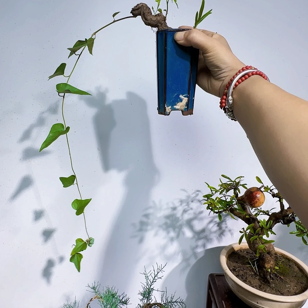 济***）无花朵青葛藤大哥帮忙吗恐龙乐乐