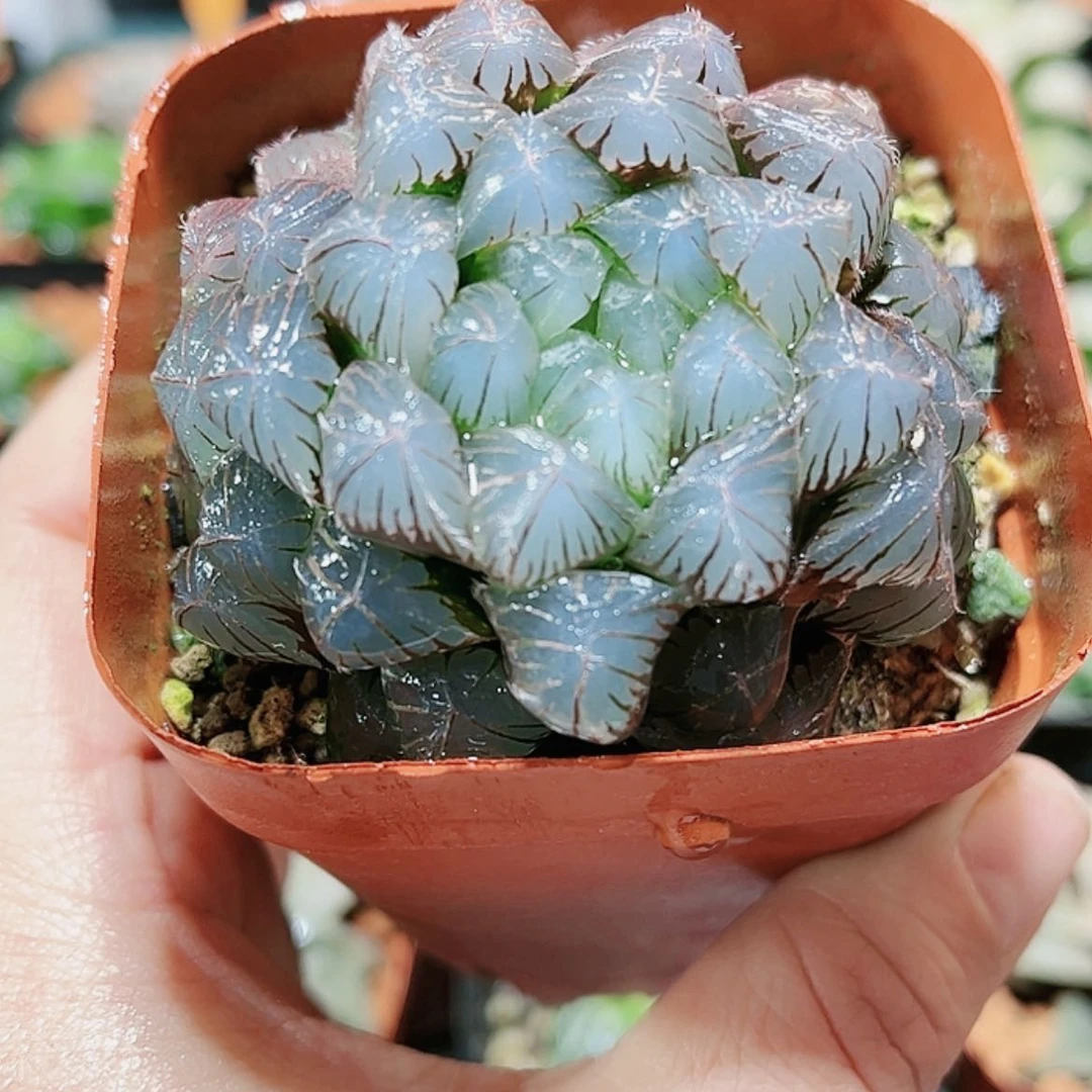 【闪购商品】蓝镜玉露