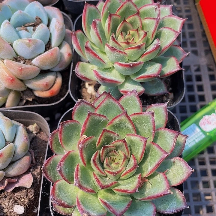 萤火虫2.8带盆土