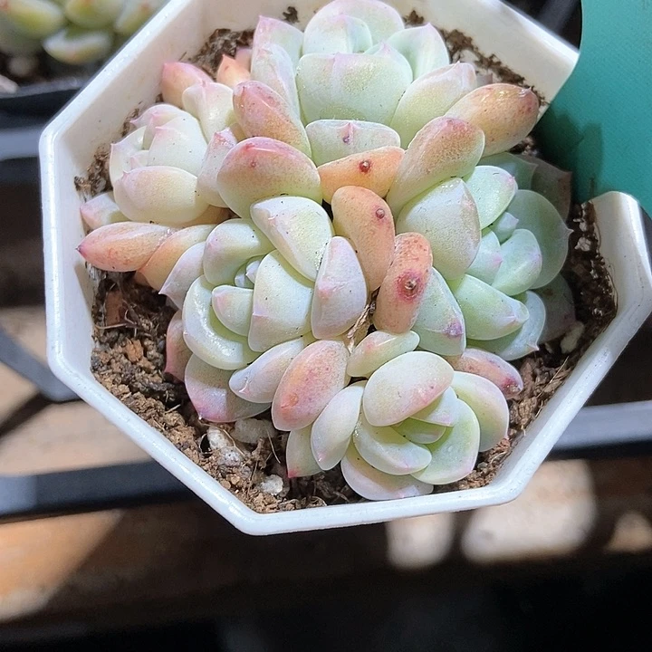 多肉植物厚梦1568