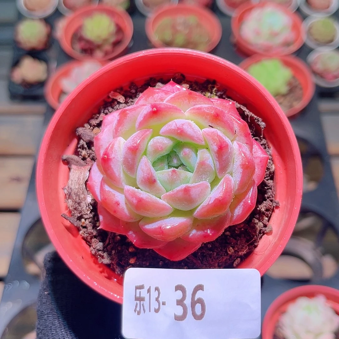 乐然13-36 白桃汽水