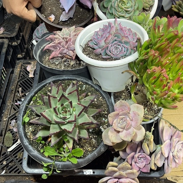 3662。整筐拍，微瑕，介意慎拍