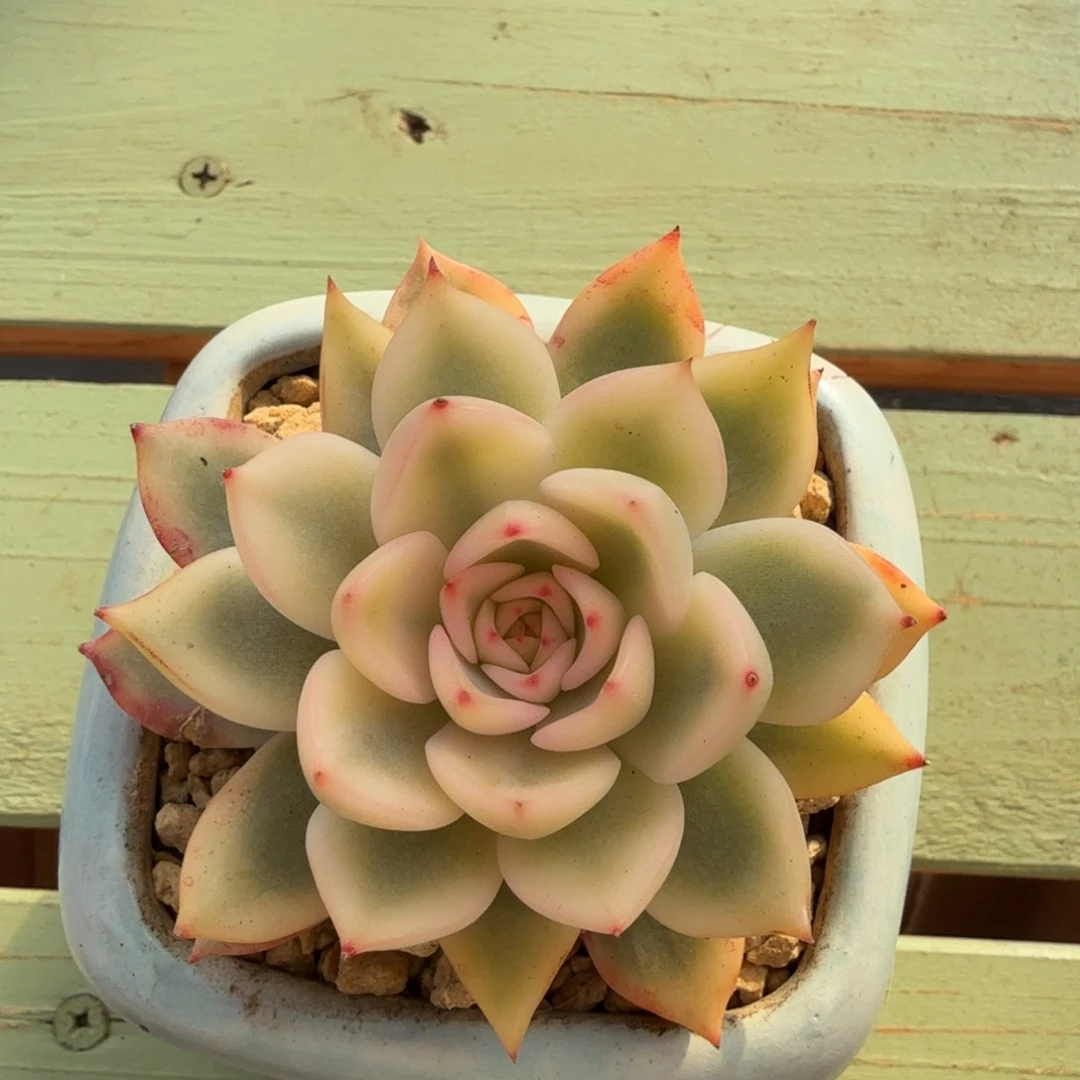 玛丽皇后锦锦上园艺一物一拍