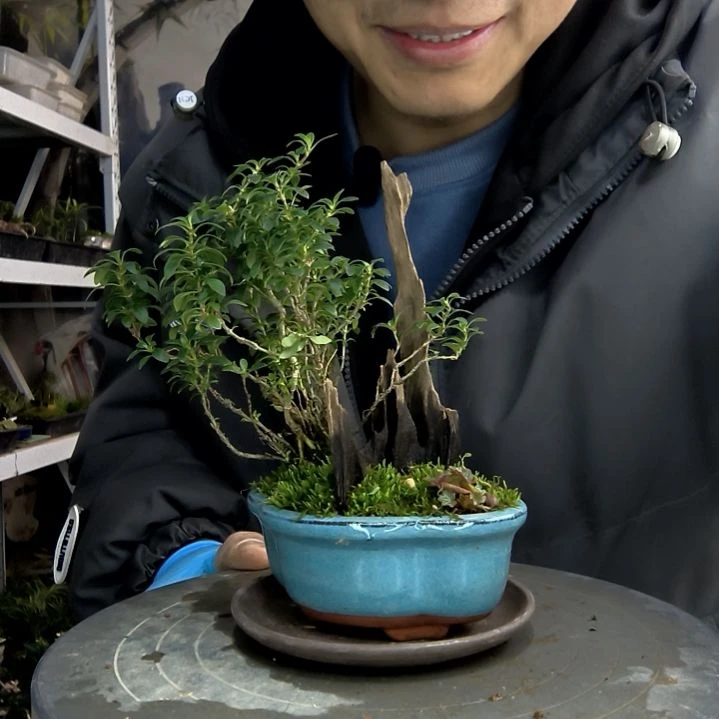 潇小盆景小植物一物一拍155