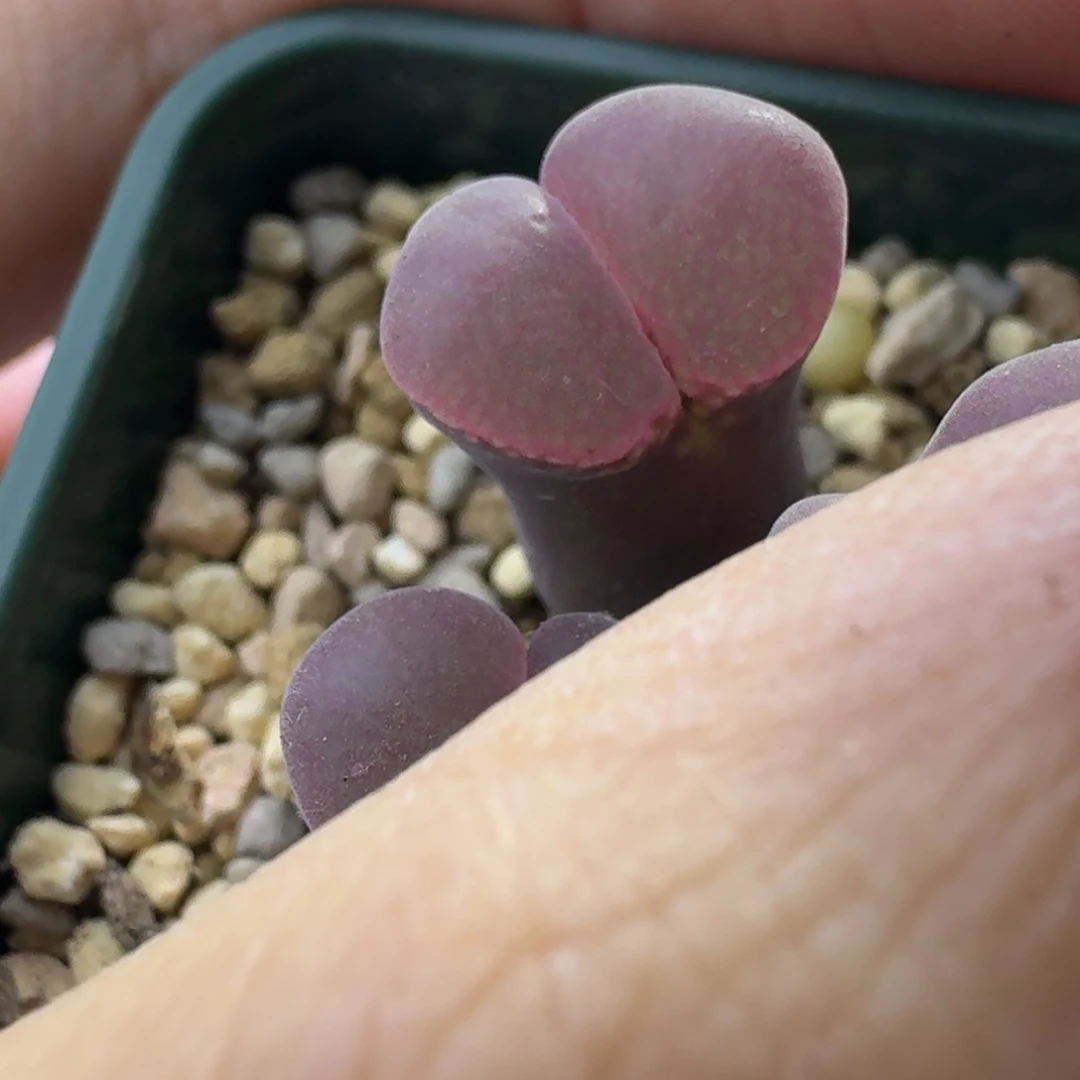 丁***丁单头风铃一物一拍1.4