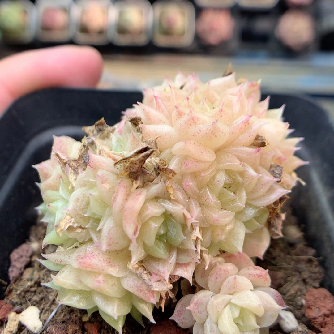 R167 ，20包邮两天凑单