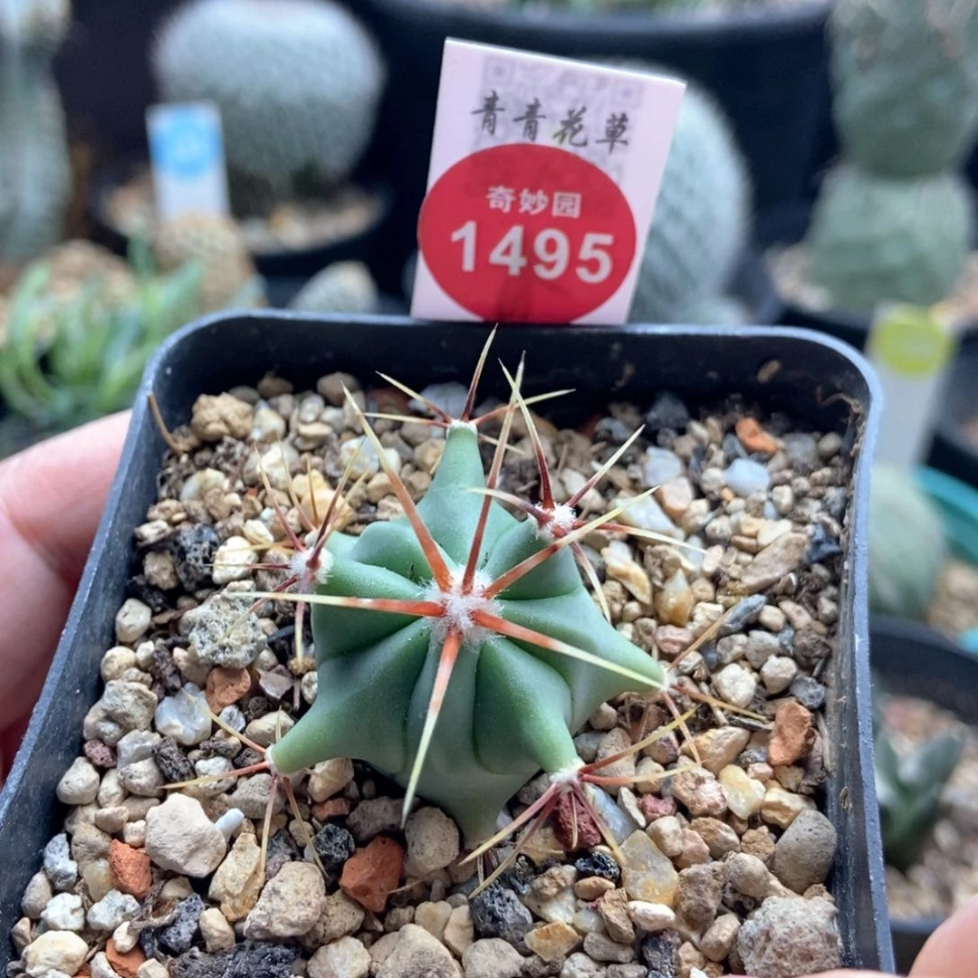 实生春楼一颗仙人球