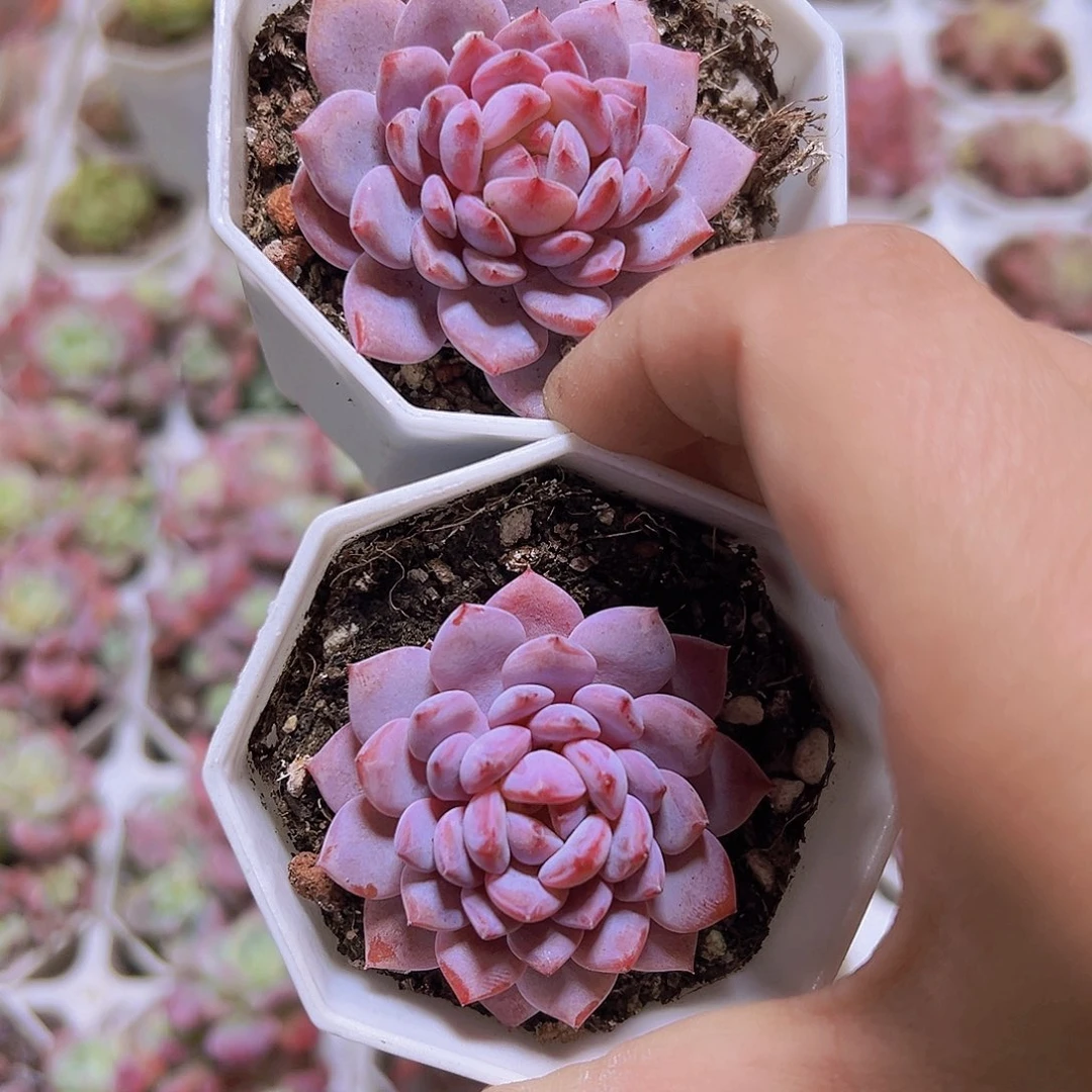 单头精品星星橙2盆19包邮